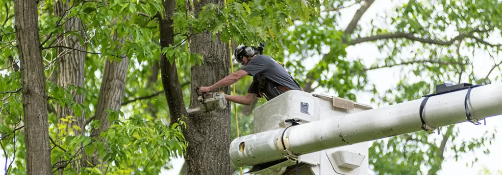 Tree Removal Methods