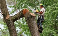 Tree Removal Methods